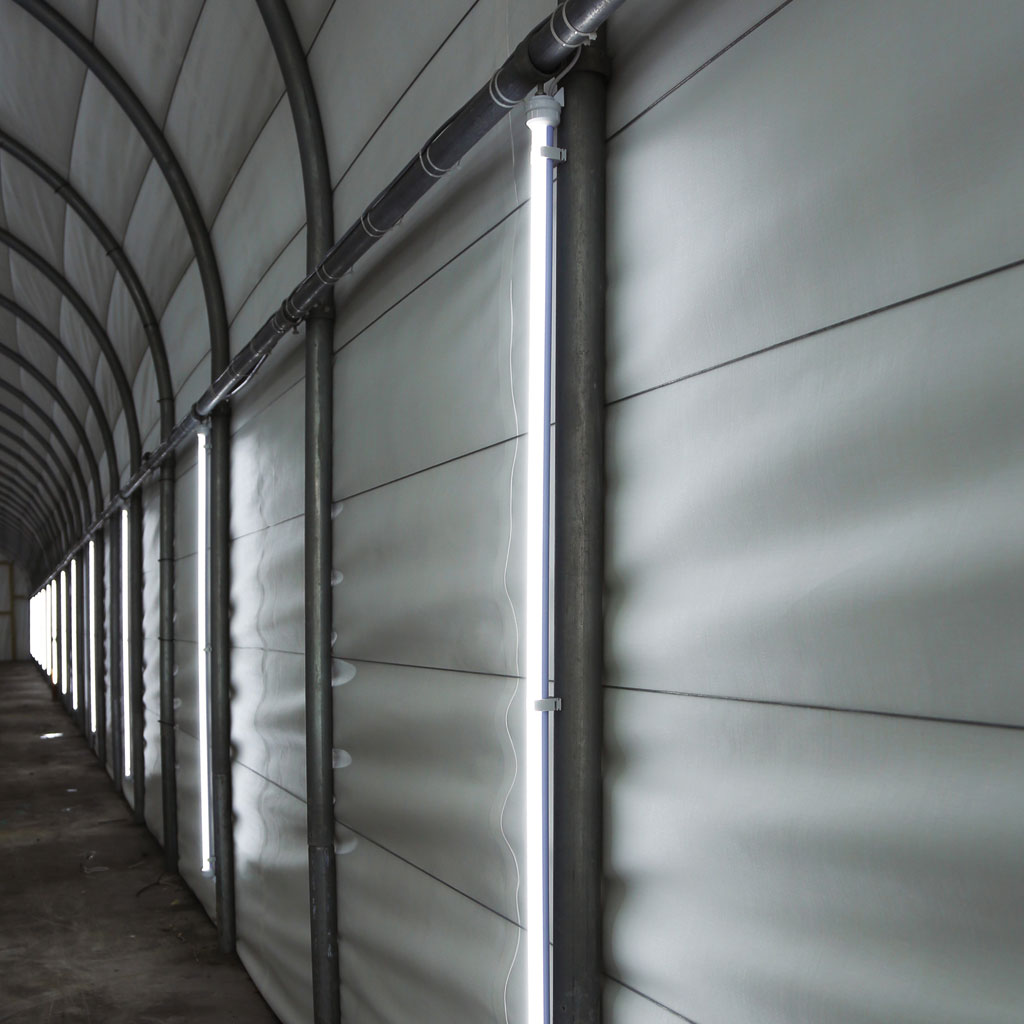 BEKEN mushroom LED light installed in a mushroom house